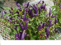 6in Ornamental Pepper