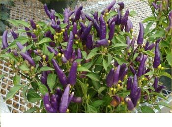 6in Ornamental Pepper