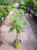 6in Pachira "Money Tree"