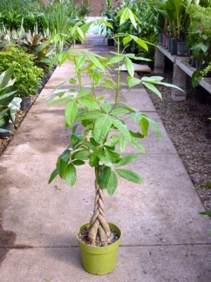 6in Pachira "Money Tree"