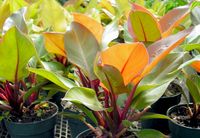 6in Philo. Prince of Orange