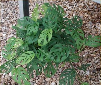 6in Philo. Swiss Cheese