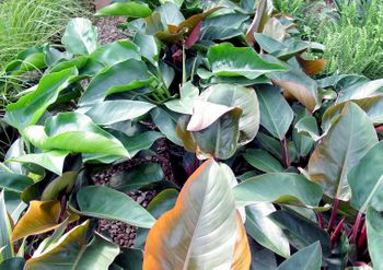 6in Philodendron Assorted
