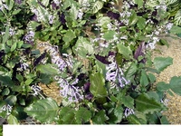 6in Plectranthus