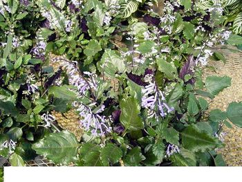 6in Plectranthus
