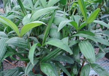 6in Rhapis Palm
