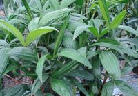 6in Rhapis Palm