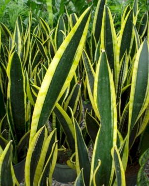 6in Sansevieria - Assorted