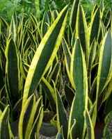 6in Sansevieria - Assorted