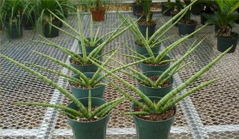 6in Sansevieria Cylindrica
