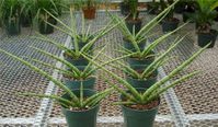 6in Sansevieria Cylindrica