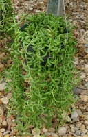 6in String of Bananas