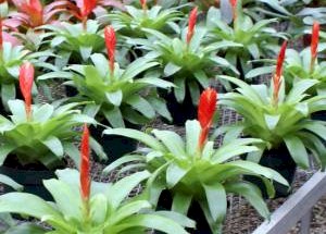 6in Vriesea Kallisto