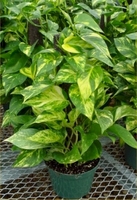6in x 18in Pothos Totem