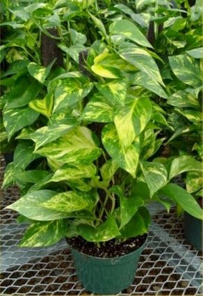 6in x 18in Pothos Totem