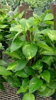 6in x 24in Pothos Totem