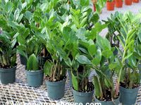 6in Zamioculcas Zamiifolia "ZZ"
