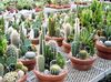 7in Clay Cactus Garden
