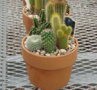 7in Clay Cactus Garden