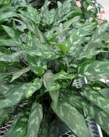 8in Ag. Emerald Beauty