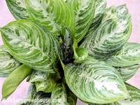 8in Ag. Moonlight Bay