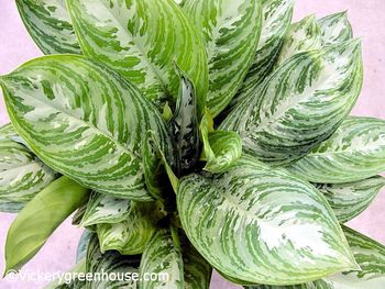 8in Ag. Moonlight Bay