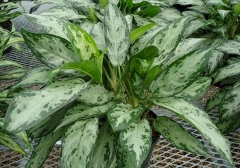 8in Ag. Mystic Marble