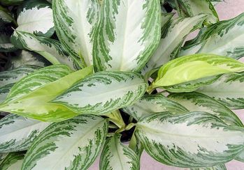 8in Ag. Silver Bay.jpg