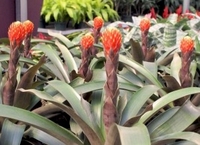 8in Bromeliad 