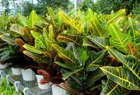 8in Croton - Oak Leaf