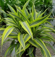 8in Lemon Lime Warneckii