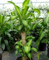 8in Massangeana Cane 2-1