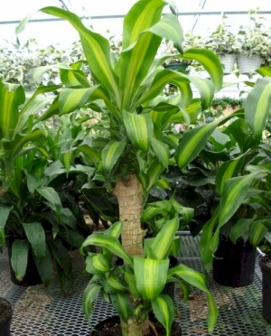 8in Massangeana Cane 2-1