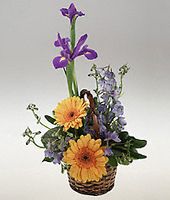 A basket arrangement for a baby boy