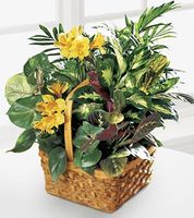 A Bit Of Sunshine Basket A Bit Of Sunshine Basket