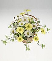 A daisy basket arrangement.