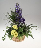 A garden planter for a baby boy.
