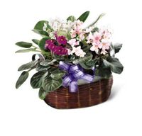 African Violets 