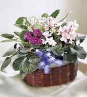 African Violets