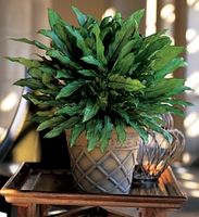 Aglaonema