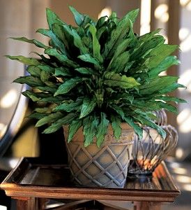 Aglaonema
