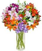 Alstroemeria