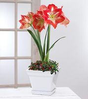Amaryllis