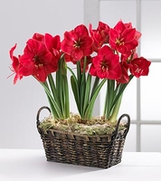 Amaryllis Bulb Plant Trio