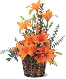 Asiatic Lilies