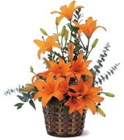 Asiatic Lilies Asiatic Lilies