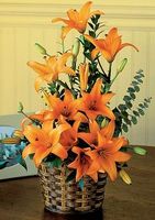 Asiatic Lilies Asiatic Lilies