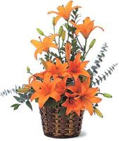 Asiatic Lilies Asiatic Lilies