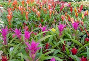 Assorted varieties 4in Bromeliad