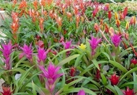 Assorted varieties 4in Bromeliad